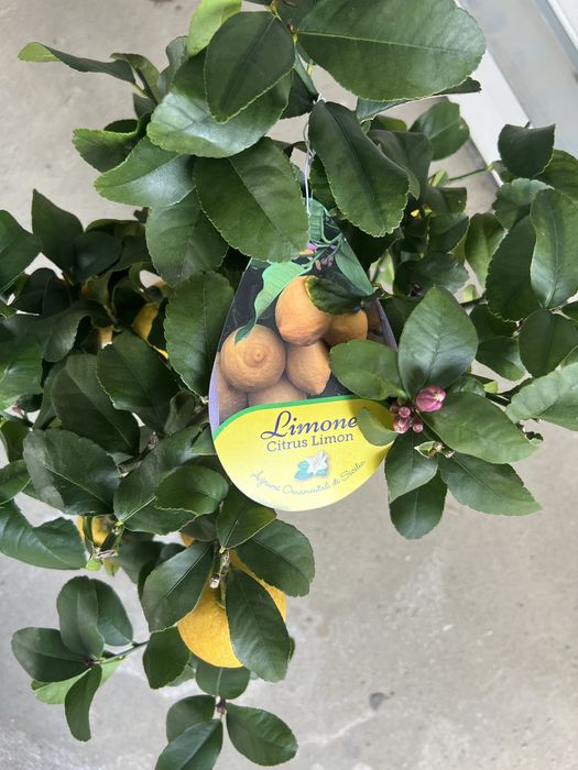 Vand lămâi natural din Italia cu fructe multe!
