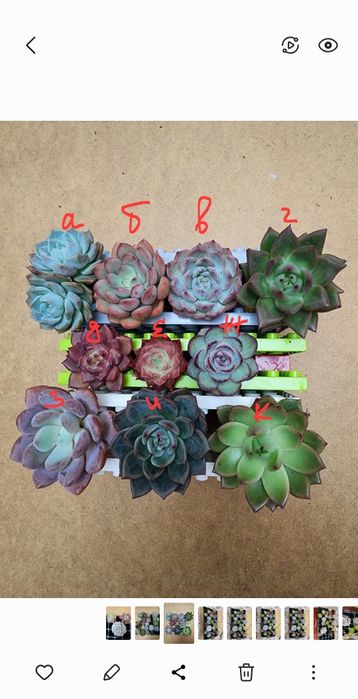 Суккуленты комнатные