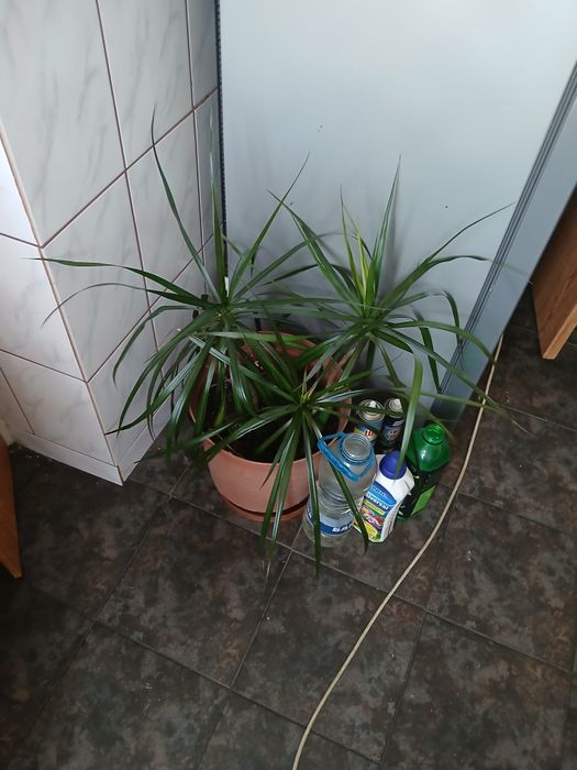 Dracena 3 tulpini, în crestere