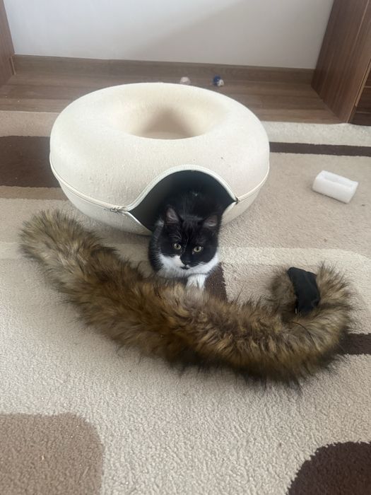 Отдам в хорошие руки