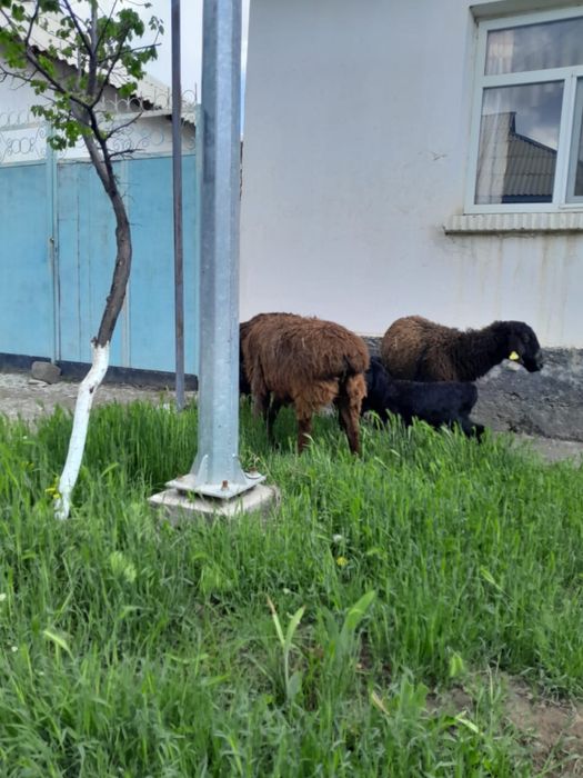 Қозылы қойлар 1бас жетім қозы