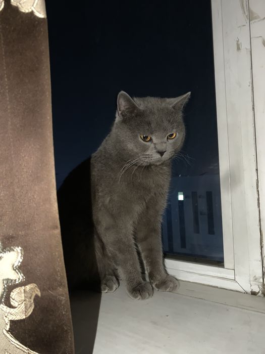 Британская кошка продается