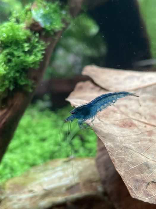 Creveti caridina Deep Blue Aura / shrimp