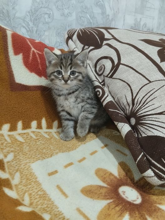 Отдам котенка в добрые
