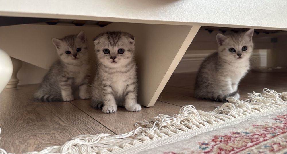 Продаются котята ( девочки) серебристого окраса