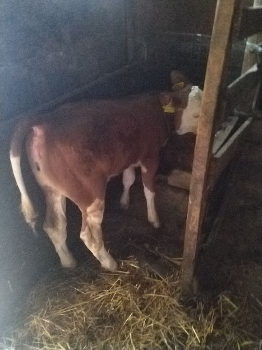 Vitea baltata romaneasca fără coarne