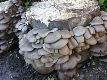 Miceliu Pleurotus – Calitate Premium Italspawn