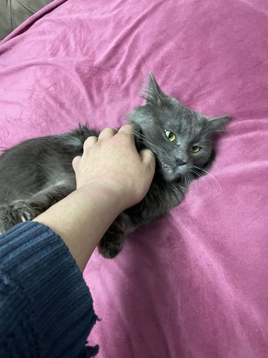 NEBELUNG  mmushug