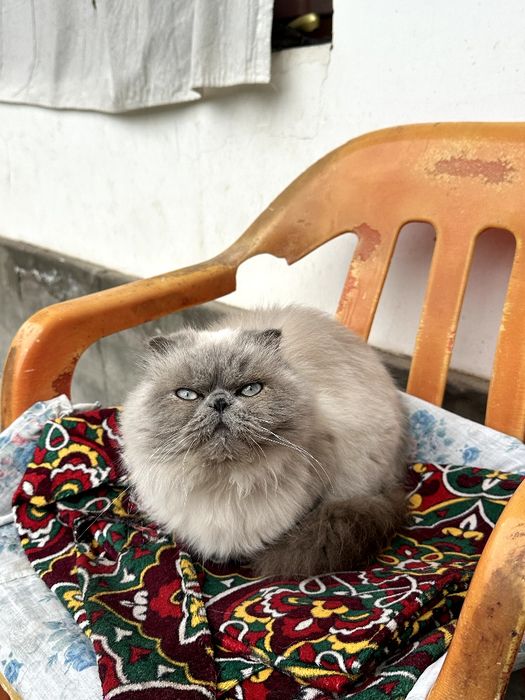 Skotish fold blue poind (haylandi)