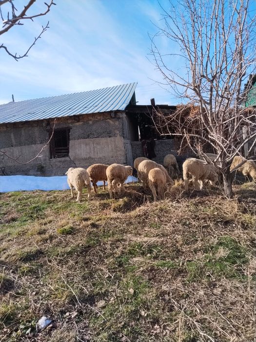 Продам баранов..