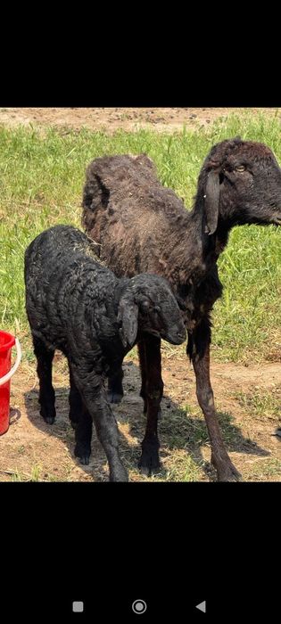 Она бола куйлар куй ку́й бу́гоз куйлар бор