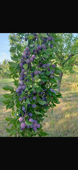 Prune pentru tuica