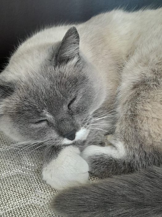 Отдам кошку в добрые руки