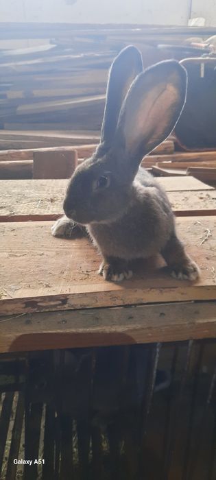 Iepuroi urias german