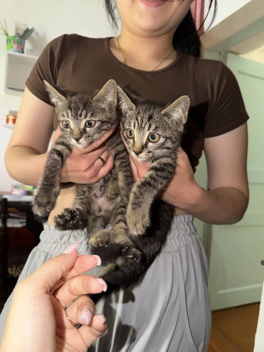 котята бесплатно, домашние