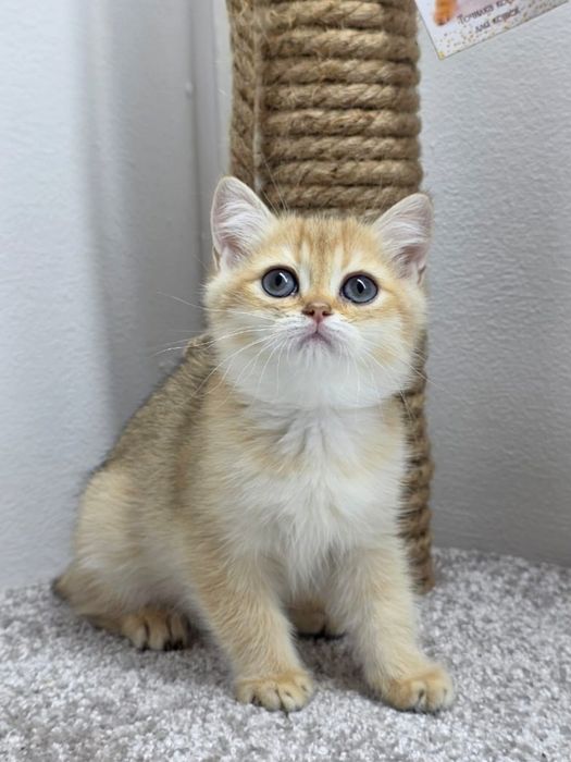 КоШечка британская зоЛоТаЯ шиншилла