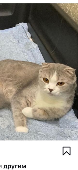 Отдам кошку в хорошие руки!