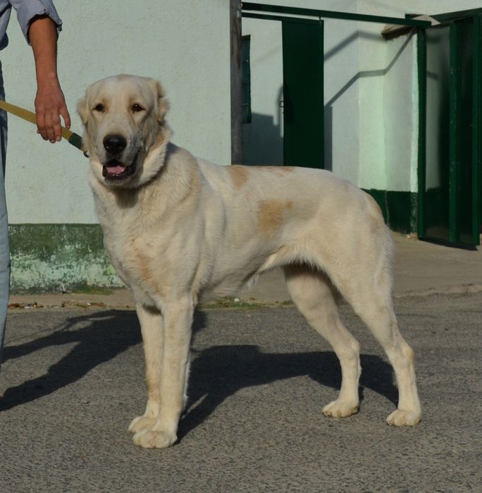 Продам Алабая срочно