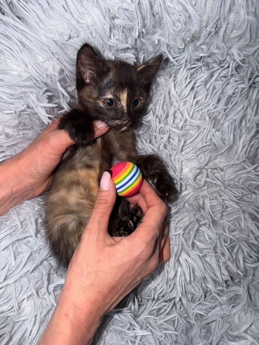 Котята в поисках родителей