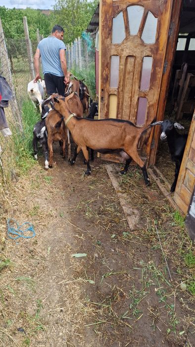 Vand capre de rasa anglonubian și alpin francez