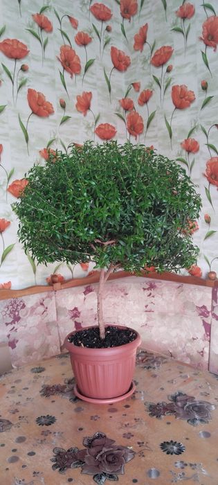 Продам мирт, взрослое растение