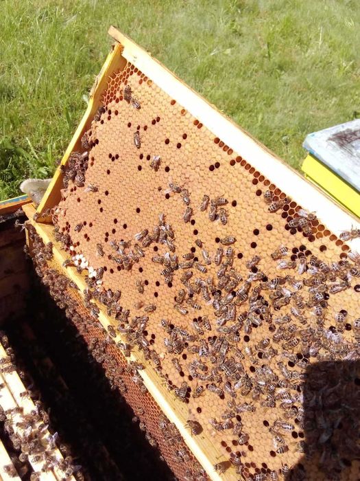 Пчелни семейства 2026