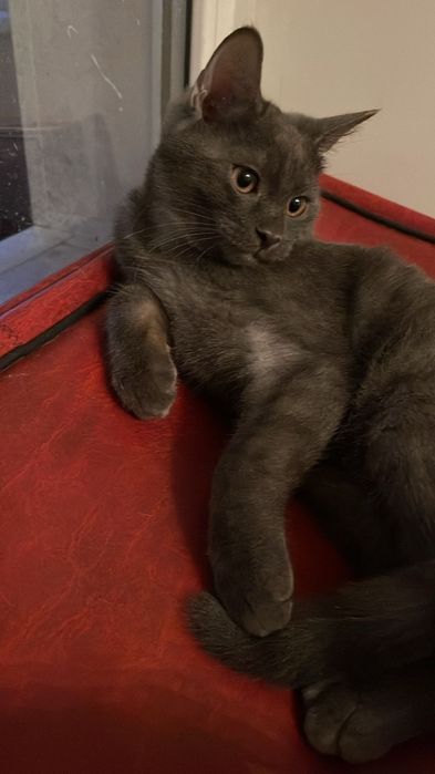 Отдам котенка полубританец дымчатый