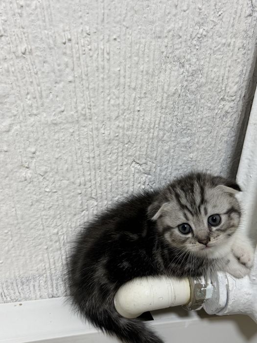 Продам котят , вислоухие