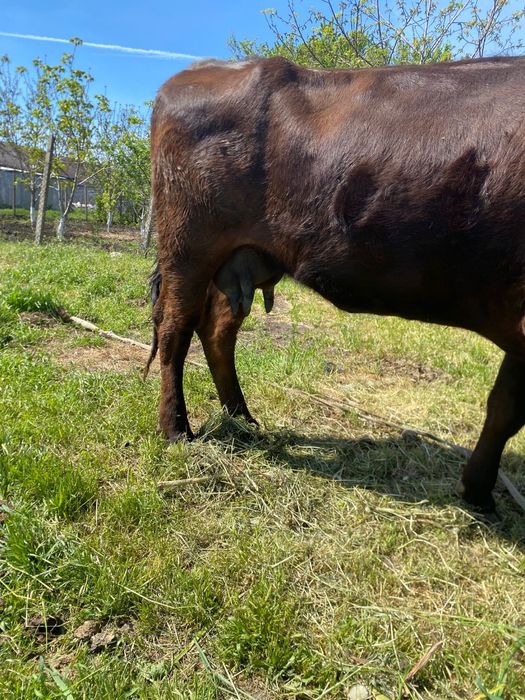 Vaca de vanzare tanara