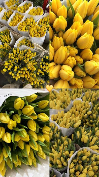 Тюльпаны Караганда