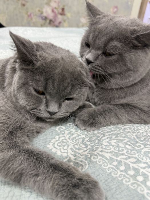 Мушук боласи сотилади