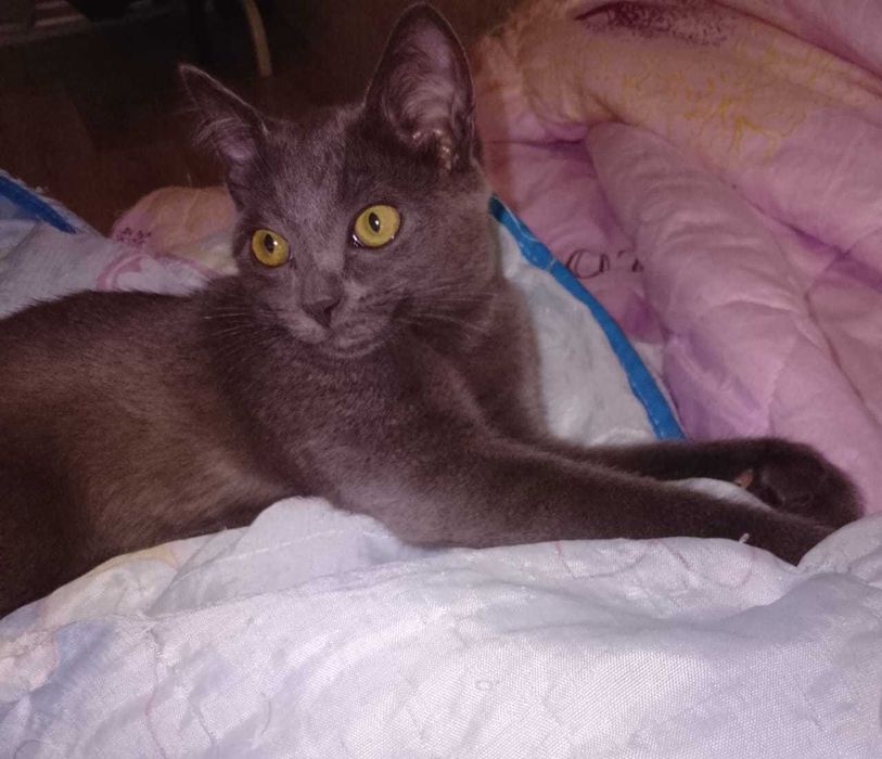 Котята балинезо-бомбейские