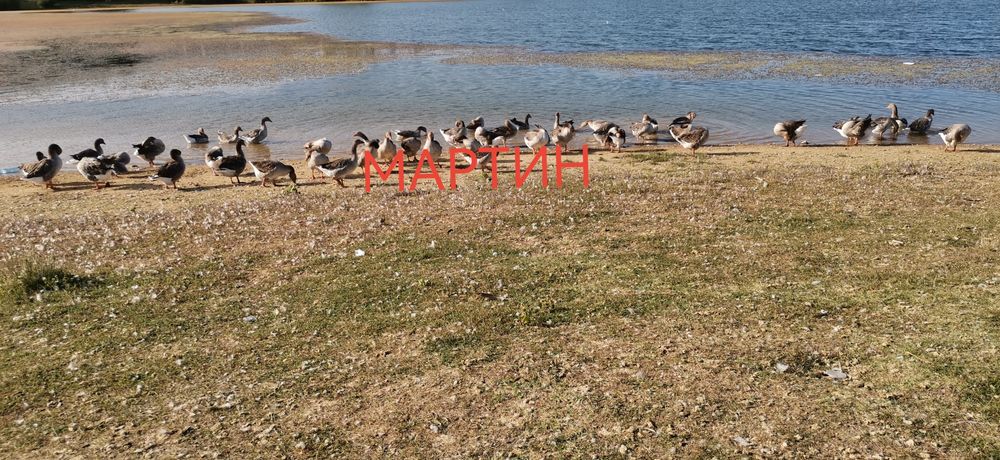 Яйца от гъски, гъши яйца