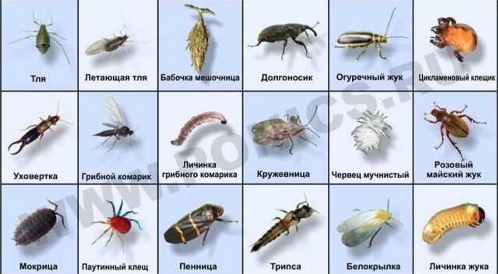 Обработка растений