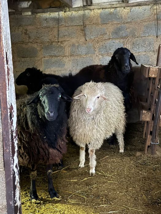 Ақ тоқты еркек сатылады бағасы 55000мың