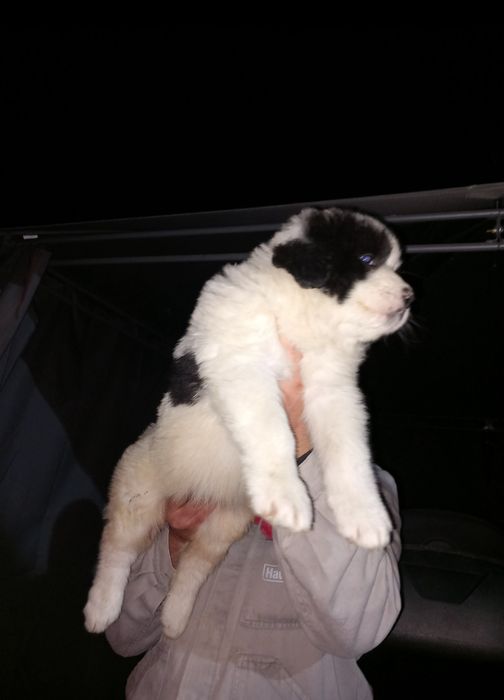 Căței ciobanesti romanesti de bucovina