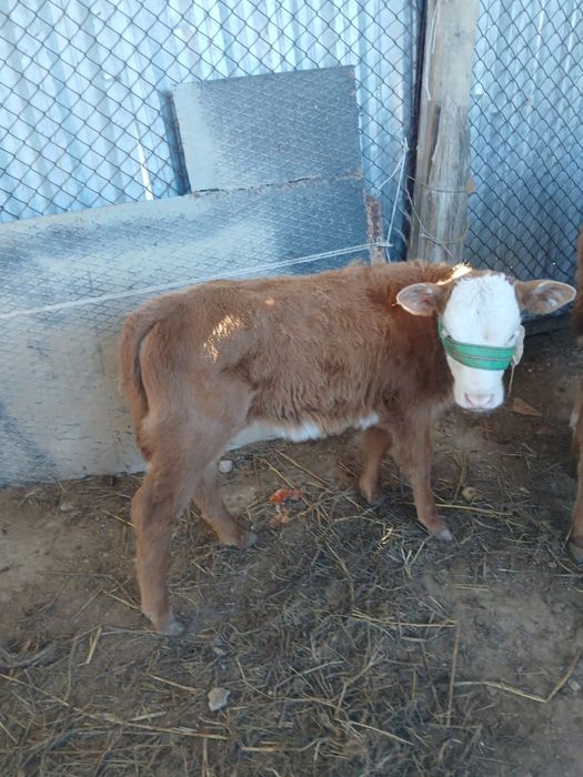 Бұзаулы сиыр сатылады