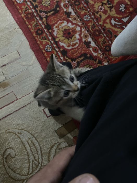 Mushuk bolasi parodiyali