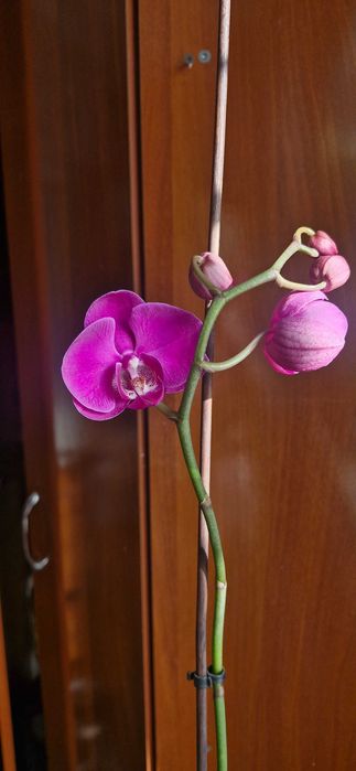 Продам орхидею .