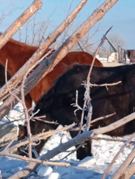 Тайчики 10 голов