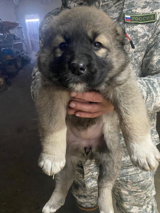 Продам щенков алабаев