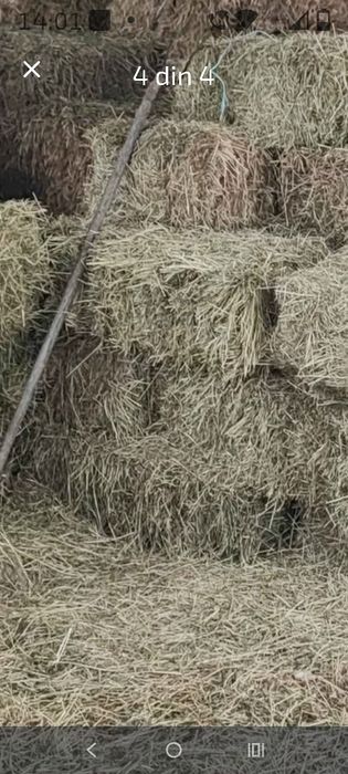 De vânzare baloți lucernă circa 25 kg