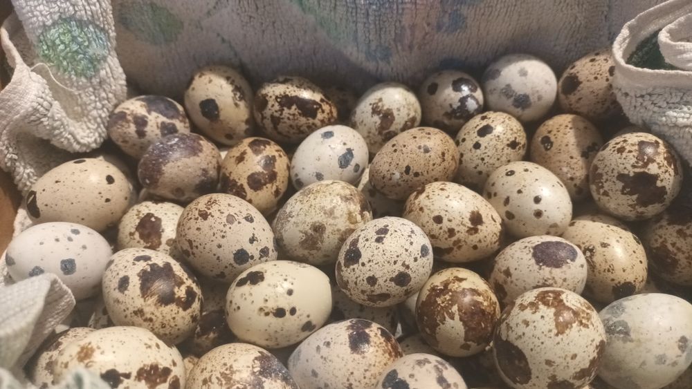 Prepelite și oua de consum sau incubat