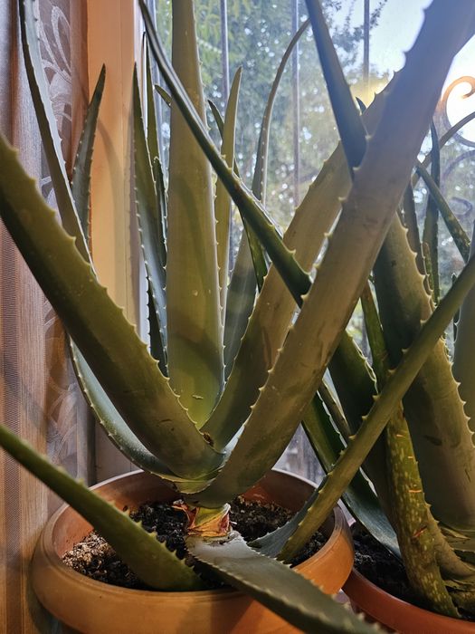 Лечебный алой домашний