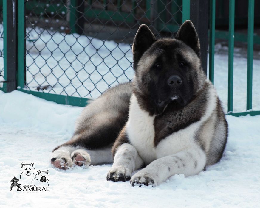 Американская Акита Вязка