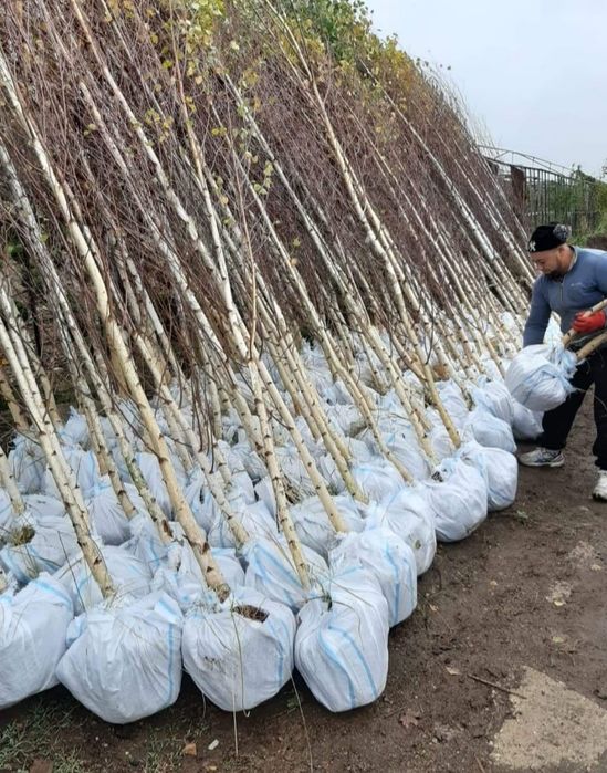 Plante ornamentale, prețuri avantajoase, En-gross oriunde transport