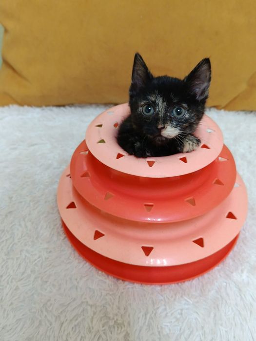 Котёнок девочка в добрые ручки