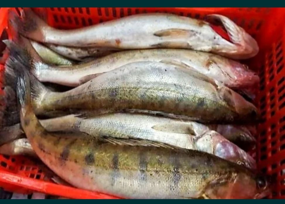 Продажа свежей речной рыбы и морепродуктов