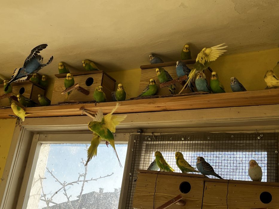 Вълнисти папагали