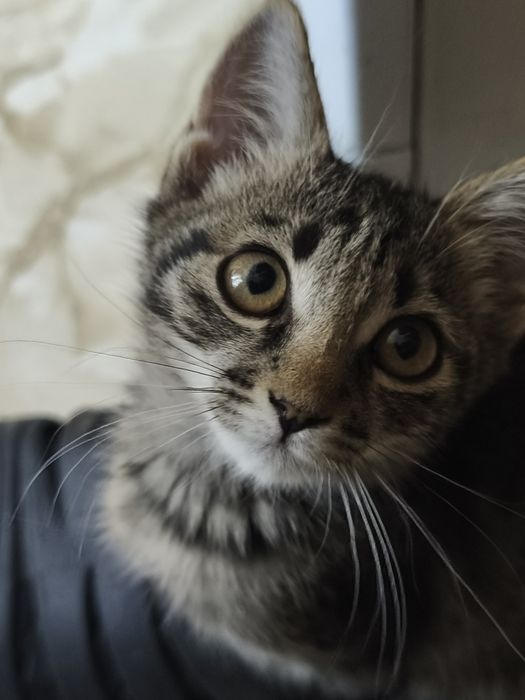 Котенок в добрые руки